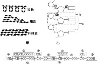 生物大分子的結(jié)構(gòu)模式與合成機制解析